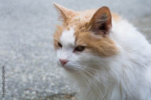 portrait of a smug, fluffy red cat