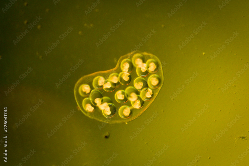 Schneckenlaich, Eier von Schnecken im Aquarium StockFoto Adobe Stock