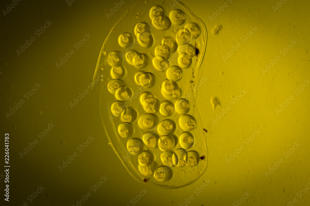Schneckenlaich, Eier von Schnecken im Aquarium StockFoto Adobe Stock