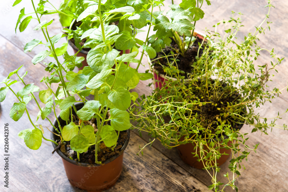 Pots with aromatic herbs on wooden table Pots with aromatic herbs on wooden table