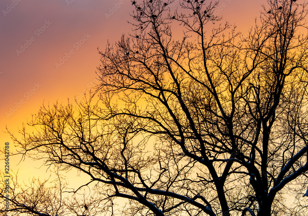 Naked branches on a tree against a sunset sun Naked branches on a tree against a sunset sun
