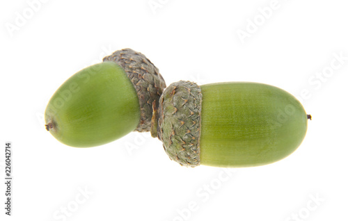 green acorns isolated on white background. As an element of packaging design.