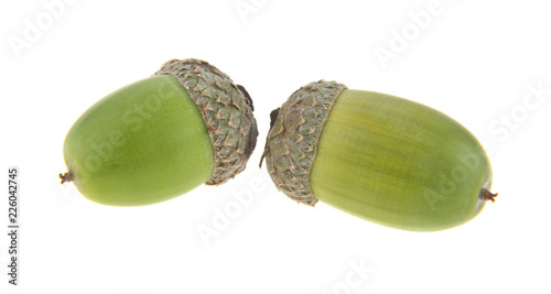 green acorns isolated on white background. As an element of packaging design.