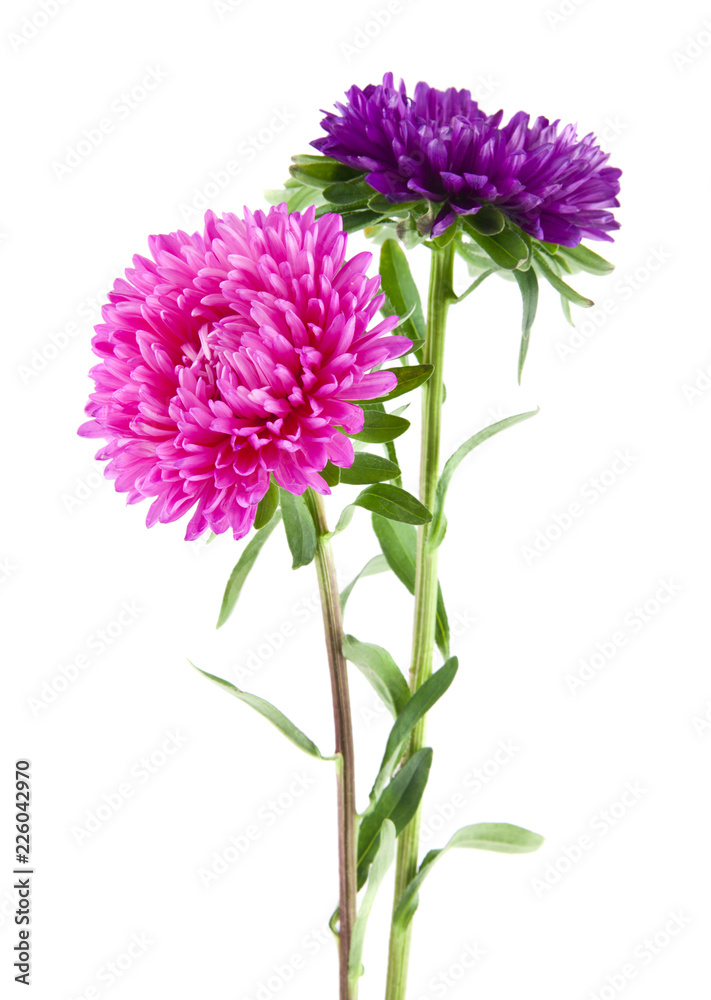 aster flowers isolated on white background. As an element of packaging design aster flowers isolated on white background. As an element of packaging design