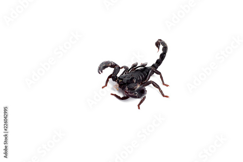 Big black scorpion isolated on white background