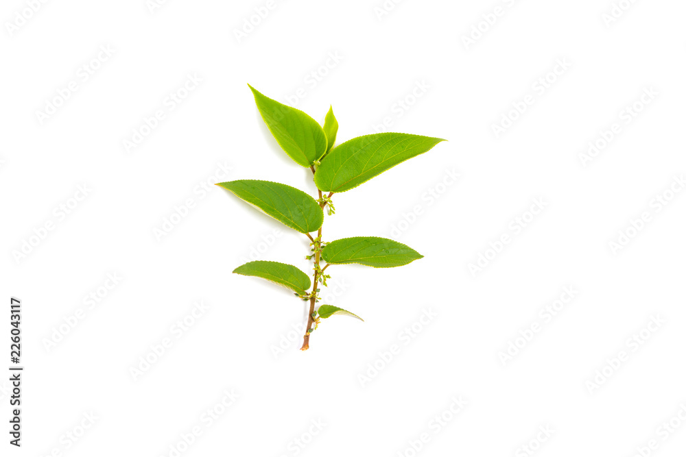 Fototapeta premium tropical green leaf isolated on white background.