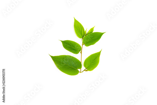 tropical green leaf  isolated on white background. © noon@photo