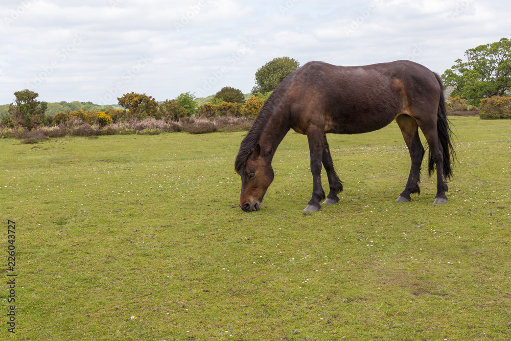 Obraz premium New Forest wild pony graving on heathland