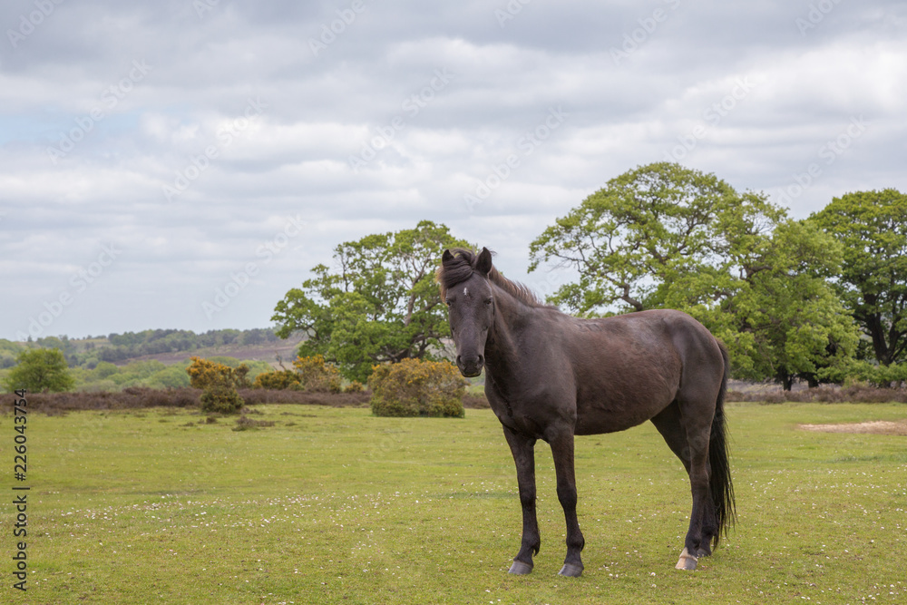 Wild New forest pony looking towards the camera.