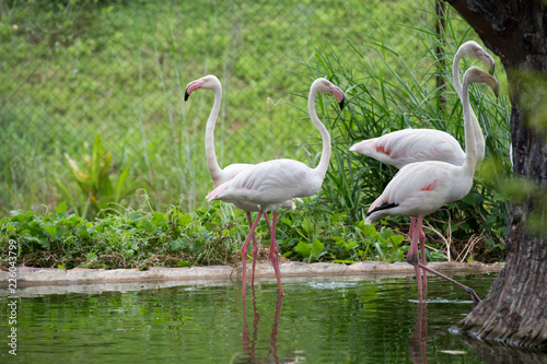 Caribbean flamingos in khonken zoo