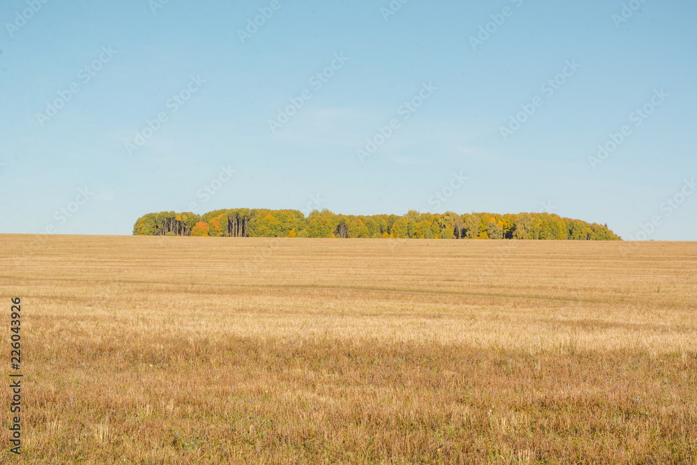 Large field in autumn. Autumn nature. Golden autumn