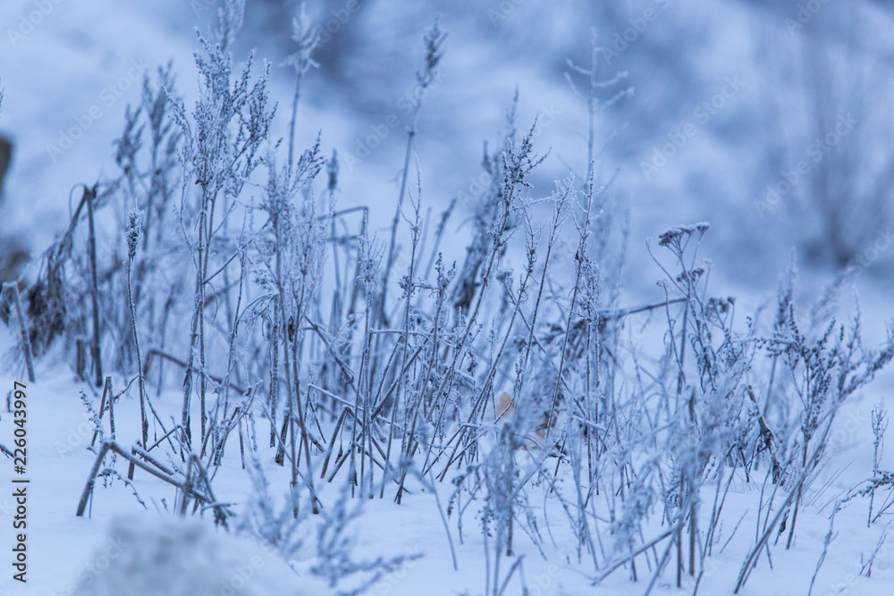 Dry grass in snow in winter as background Dry grass in snow in winter as background