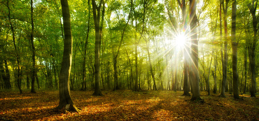 Foto auf Leinwand Wald Buchen- und Eichenwald, beleuchtet von Sonnenstrahlen durch Nebel  © AVTG