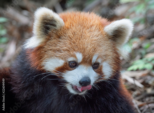 Firefox - red panda 2
