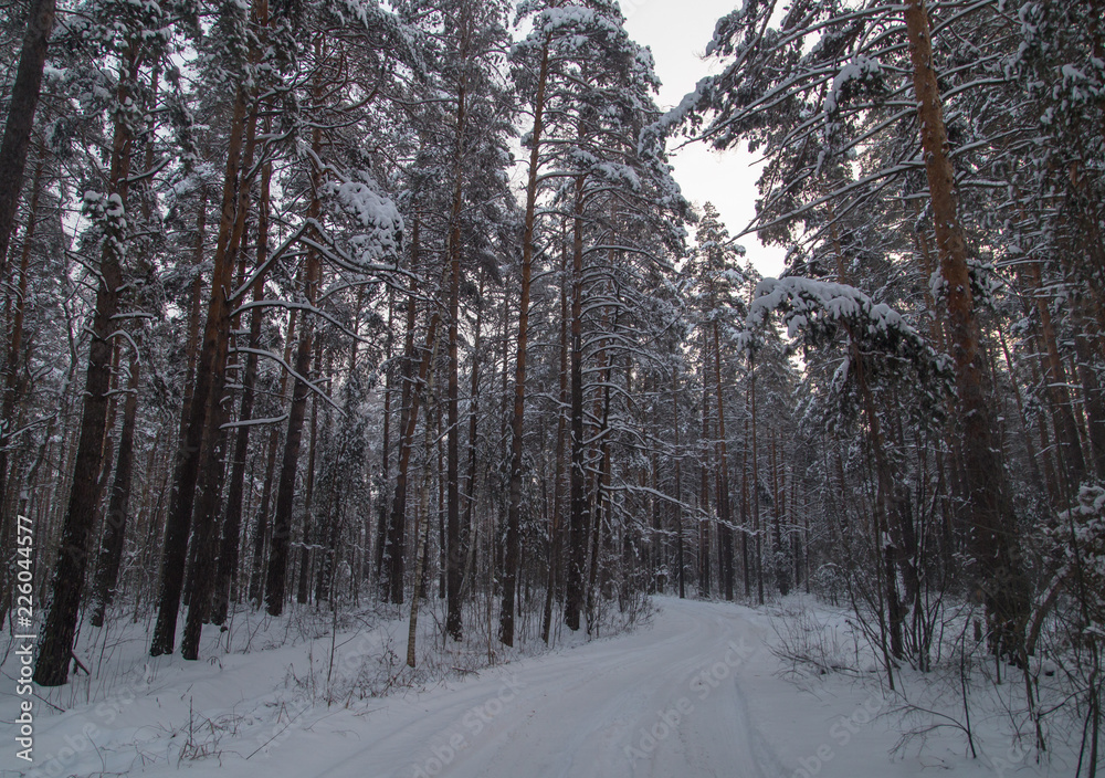 Snow road in the forest in winter