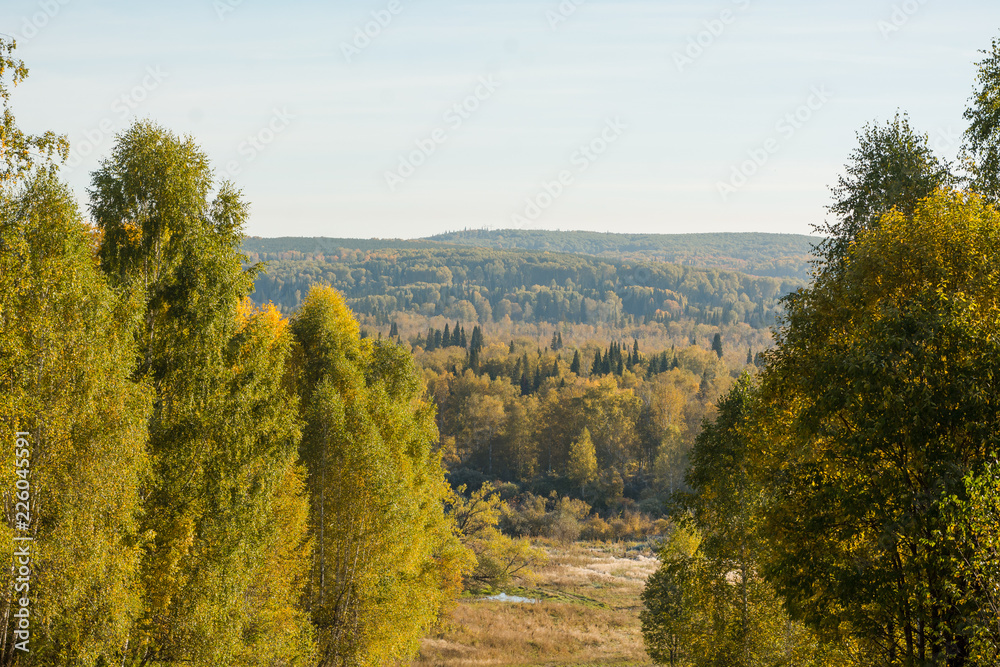 Green deciduous forest in Russia. Russian spaces