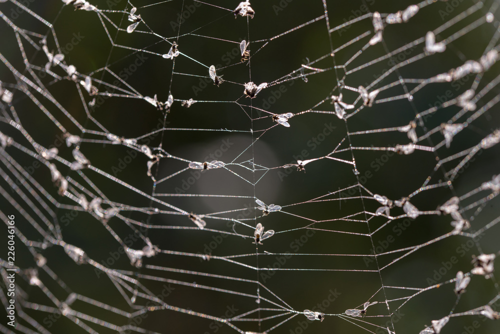 Mosquitoes caught in spider web