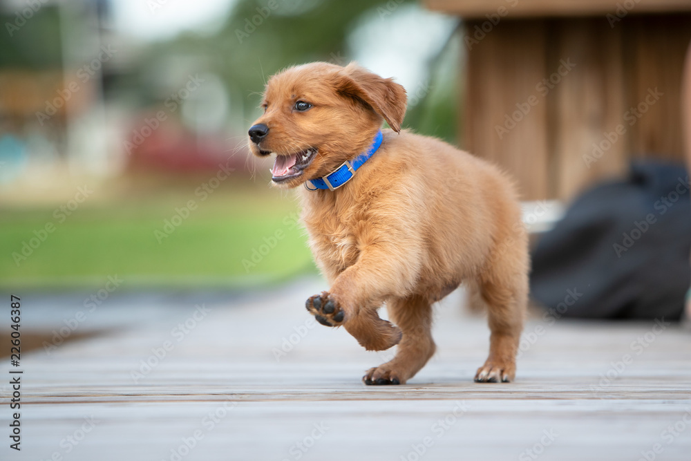 A running golden retriever puppy. A running golden retriever puppy.