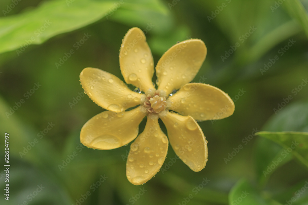 Yellow Golden Gardenia Flower