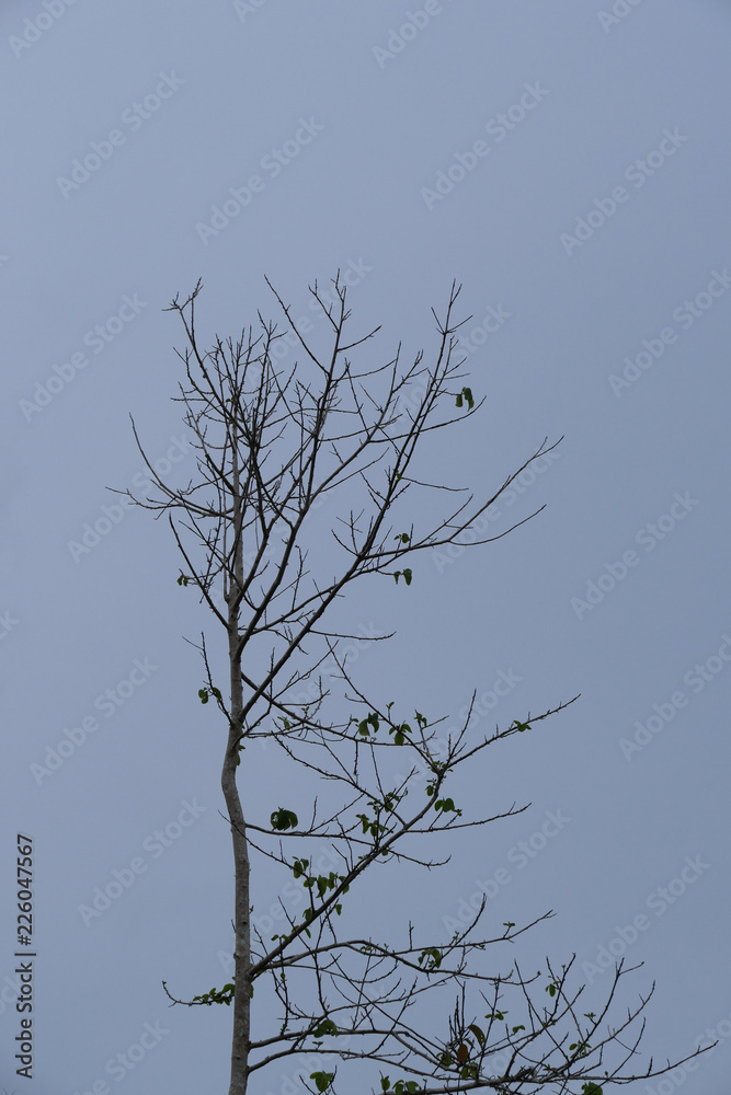 Dry tree branches against blue sky Dry tree branches against blue sky