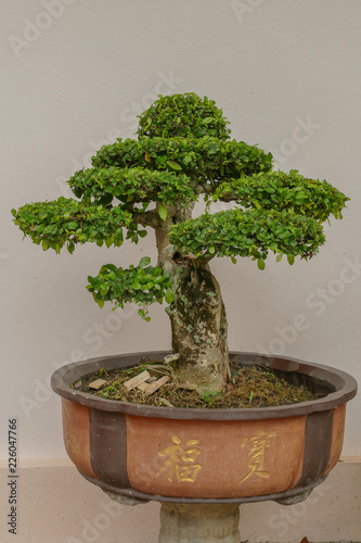 Dwarf tree pot
