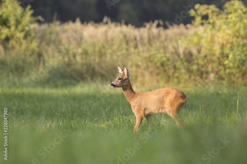 adult female European roe deer in the summer on a forest glade