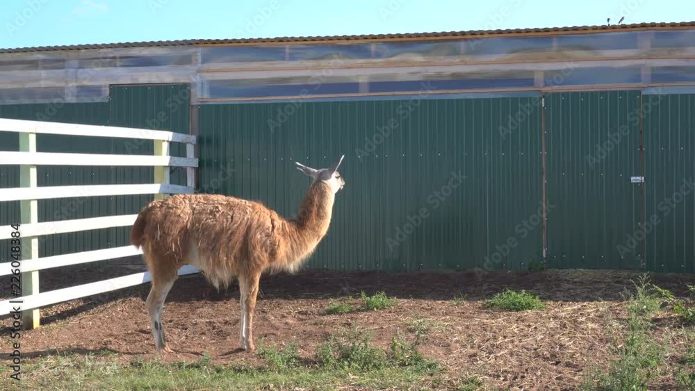 Lama pacos known as Alpaca (Vicugna pacos) at farm