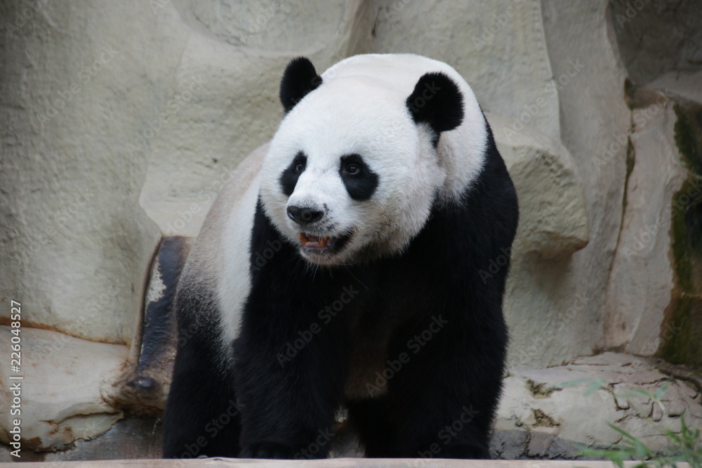 Obraz premium Playful Male Panda in Thailand