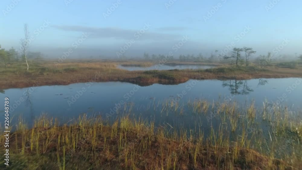 Aerial shot of wild nature bog at sunrise. Beautiful natural landscape covered with morning fog.