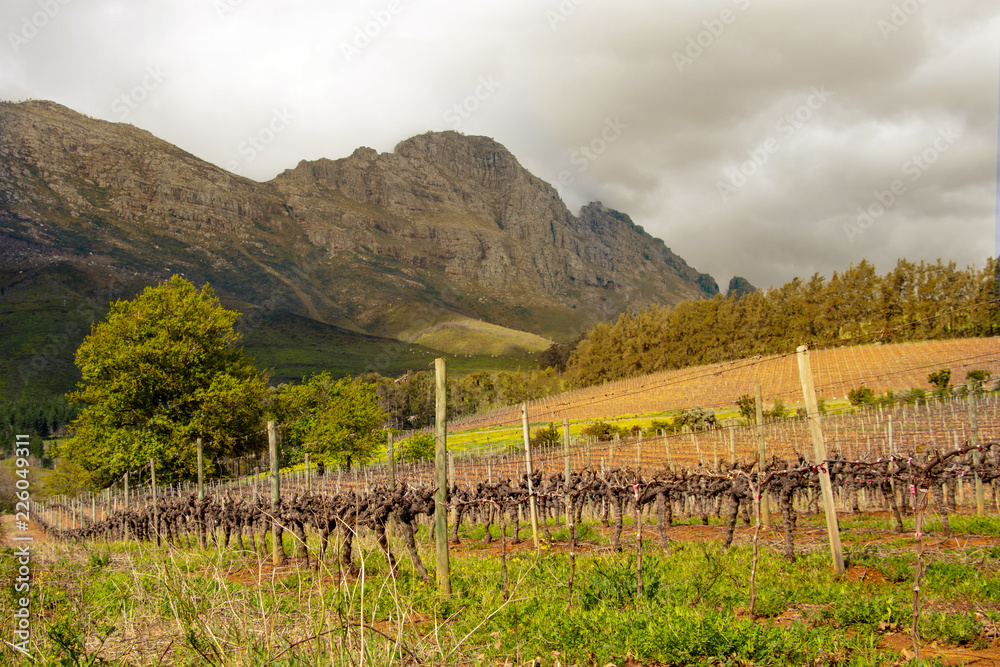 Dunkle Stimmung über Weinberg in Stellenbosch Dunkle Stimmung über Weinberg in Stellenbosch