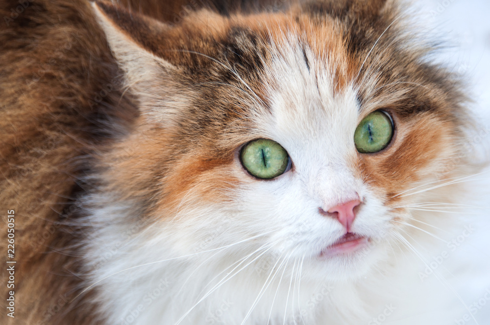Beautiful red cat with big green eyes stars sitting on the snow in the winter. Lonely animal on the street Beautiful red cat with big green eyes stars sitting on the snow in the winter. Lonely animal on the street