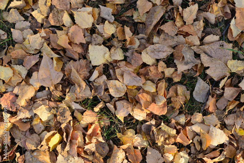 yellowed autumn leaves on the ground yellowed autumn leaves on the ground
