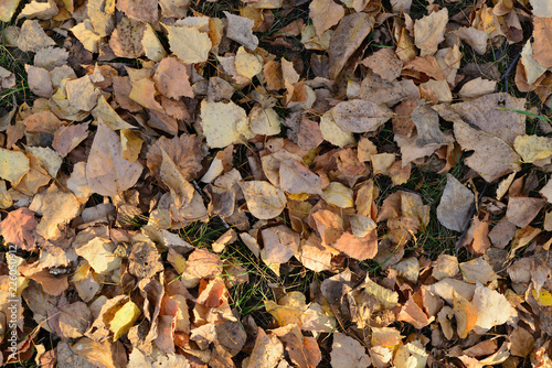 yellowed autumn leaves on the ground