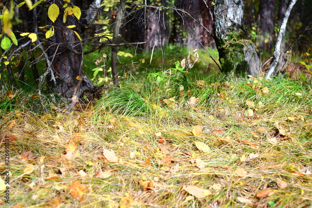 forest landscape in autumn forest landscape in autumn