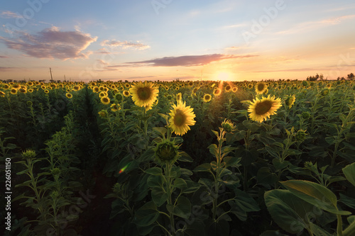Fototapeta Naklejka Na Ścianę i Meble -  sunflower at sunset / bright sunflower on Vaughan of a beautiful sunset