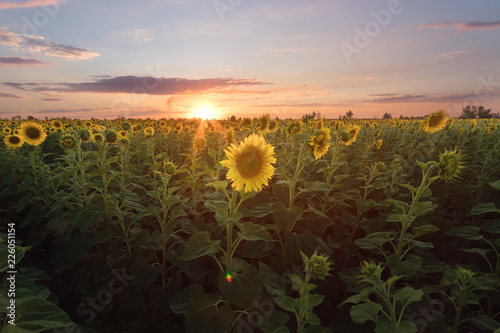 Fototapeta Naklejka Na Ścianę i Meble -  sunflower at sunset / bright sunflower on Vaughan of a beautiful sunset