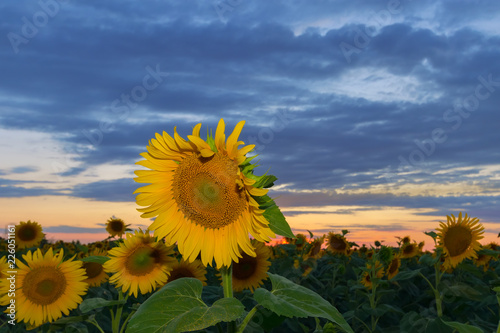 Fototapeta Naklejka Na Ścianę i Meble -  sunflower at sunset / bright sunflower on Vaughan of a beautiful sunset