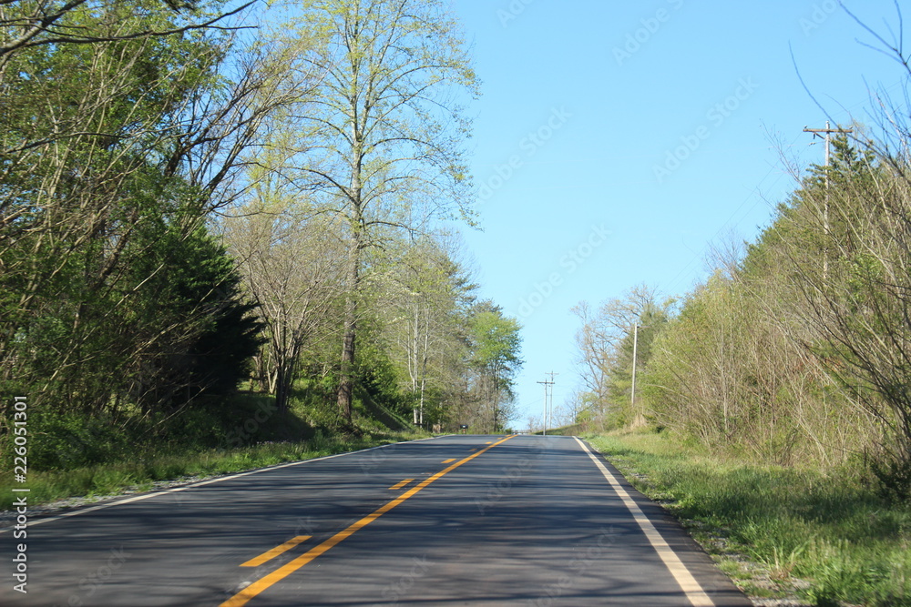 Fototapeta premium road in the forest