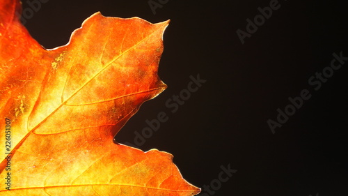 Closeup detail of an Orange Leaf in the Autumn Fall