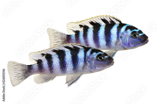 Kenyi or Kennyi cichlid aquarium fish Maylandia lombardoi 