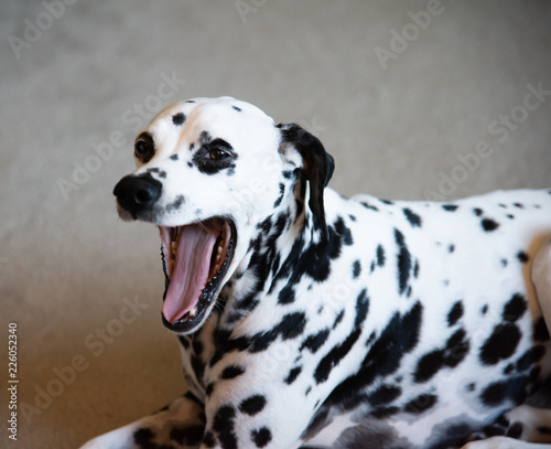 Dalmatian Puppy dog