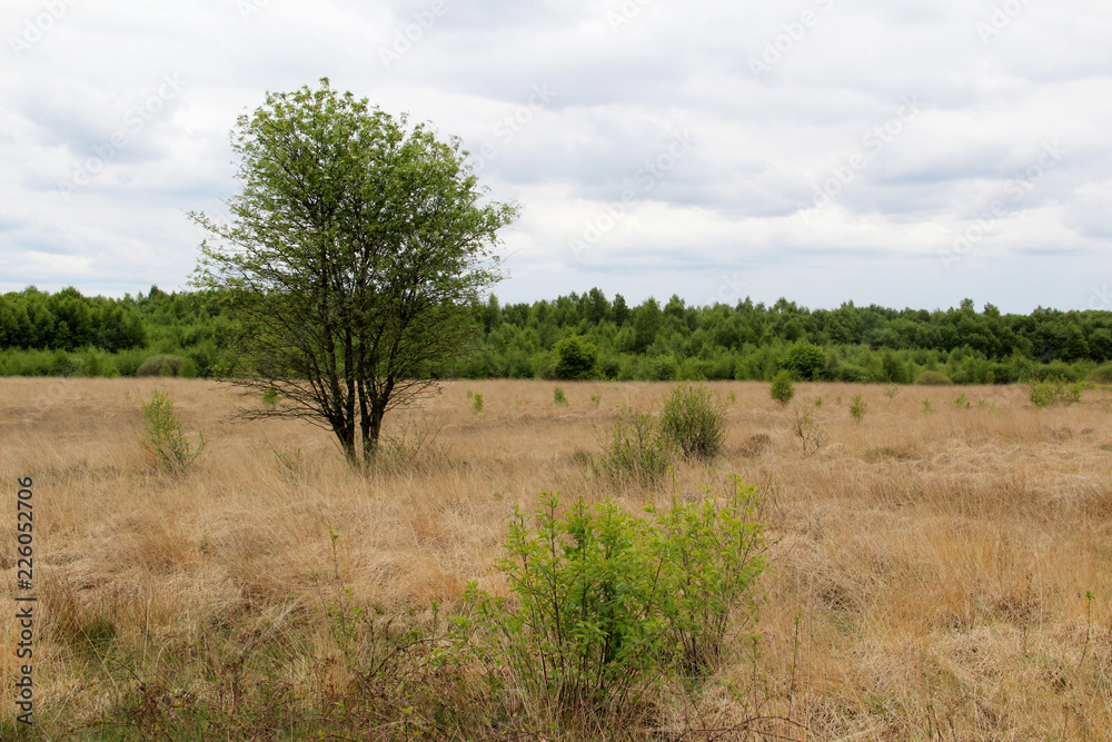 moorlandschaft mit bäumen und sträuchern in sögel niedersachsen deutschland fotografiert während einer tour in sögel und umgebung in niedersachsen deutschland mit dem weitwinkel objektiv moorlandschaft mit bäumen und sträuchern in sögel niedersachsen deutschland fotografiert während einer tour in sögel und umgebung in niedersachsen deutschland mit dem weitwinkel objektiv
