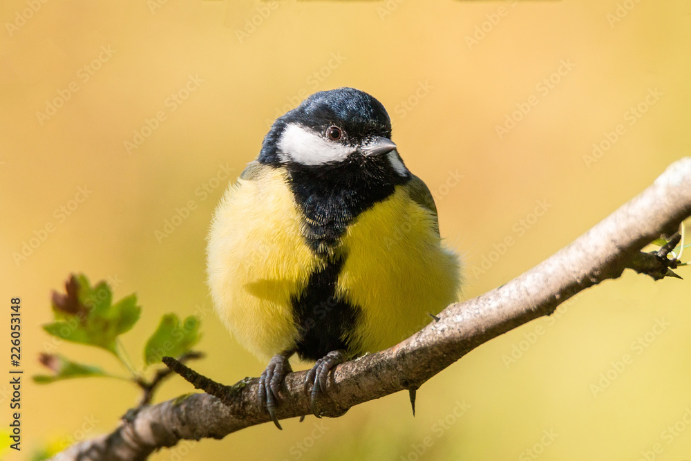 Fototapeta premium Sikora na drzewie