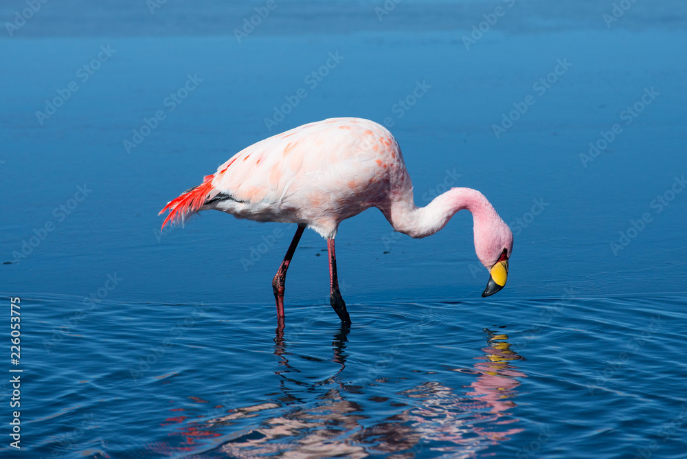 Flamingo in salt Laguna Canapa , Altiplano, Bolivia