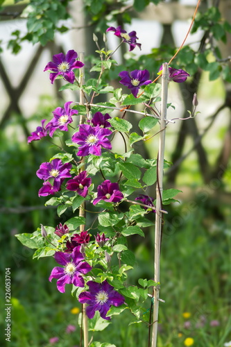 Liana of Clematis 