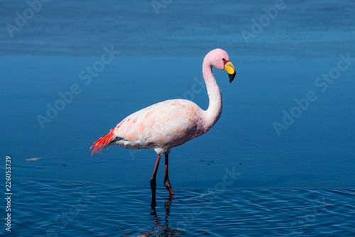 Flamingo in salt Laguna Canapa , Altiplano, Bolivia