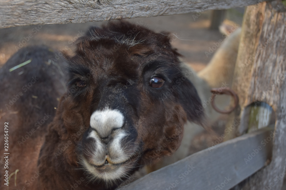 Close up shot of isolated, domesticated llama on a farm behind a fence