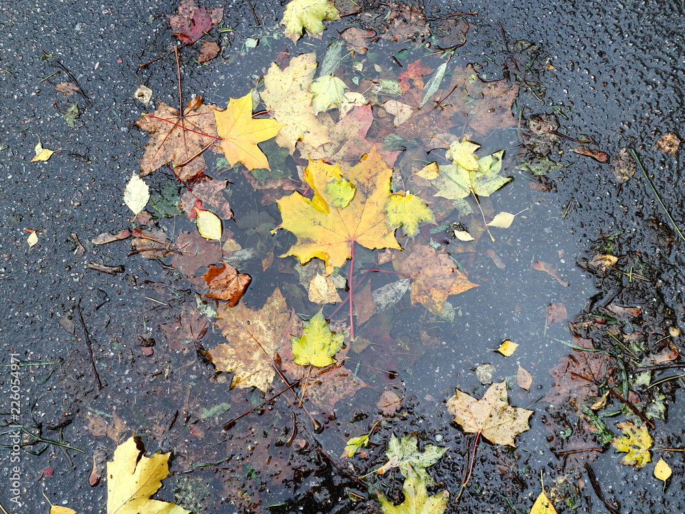 Autumn leaves in a puddle on a rainy day