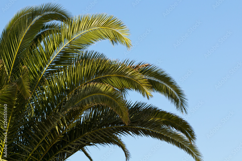 Fototapeta premium Palm leaves on background of blue sky