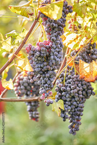 Vineyard grapes autumn sunny day harvest